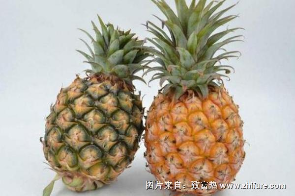 凤梨和菠萝的区别是什么
