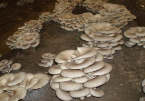 平菇菌种在哪里买到 平菇怎么种植
