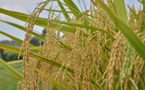 水稻什么时候播种 水稻除草需要什么药