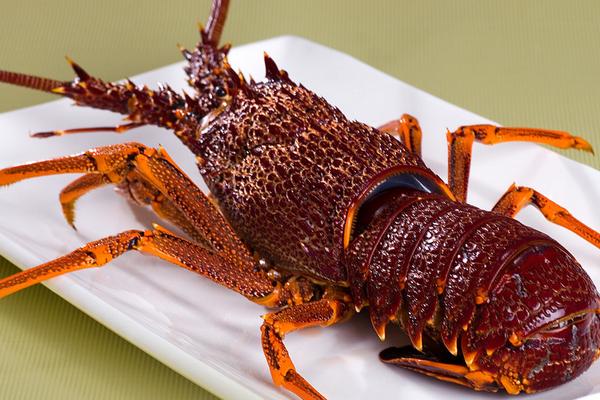 澳洲龙虾多少钱一斤？