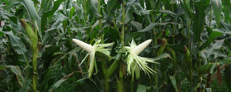 早糯玉米种植时间，每种种植方式的种植时间有所区别