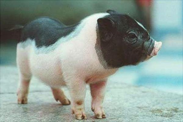 小香猪能长多大？