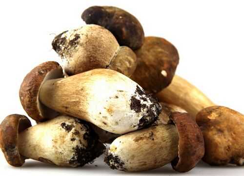 蘑菇的营养价值