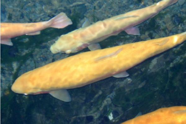 虹鳟鱼和三文鱼的区别是什么？