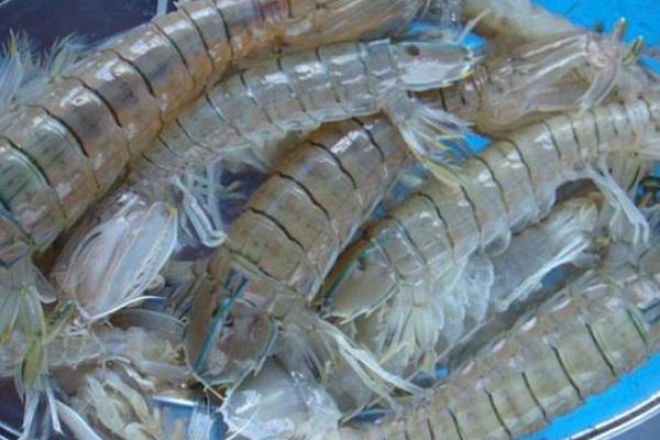 皮皮虾养殖技术 皮皮虾怎么养
