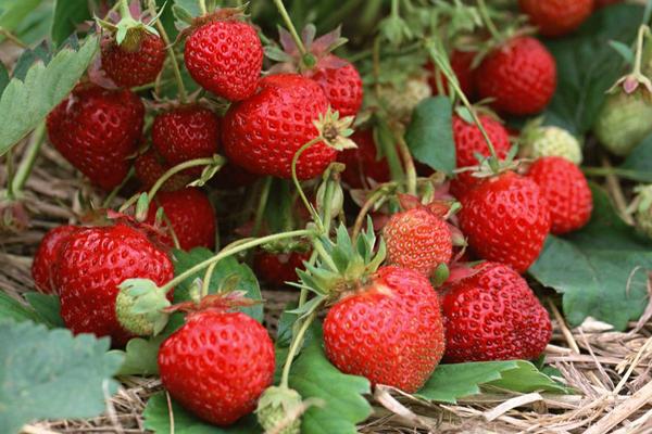 草莓喜欢什么肥料