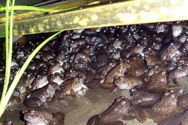 石蛙养殖技术 石蛙吃什么饲料