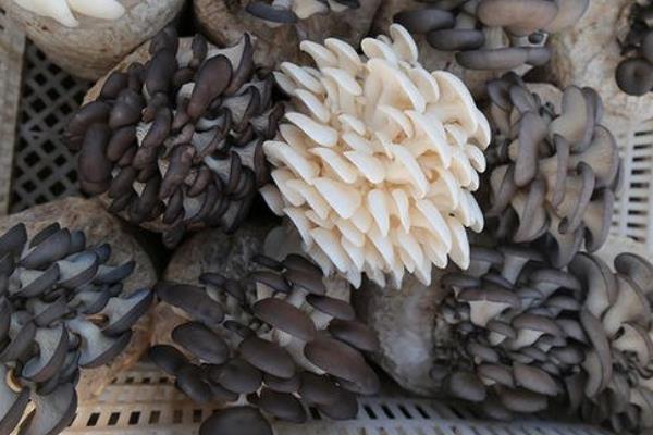 蘑菇菌包怎么种植方法