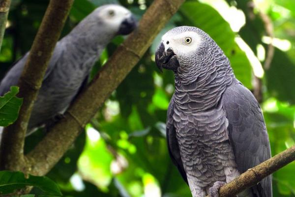 非洲灰鹦鹉市场价格多少钱一只 养灰鹦鹉犯法吗