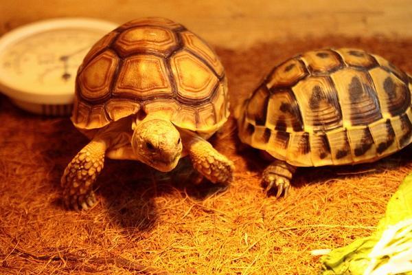 养乌龟有什么说法和讲究？