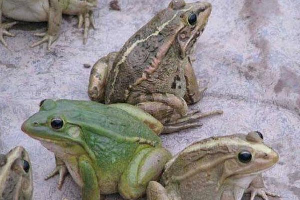 牛蛙养殖的污染有哪些