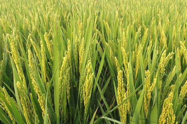 高产水稻前十名的品种，附亩产斤数