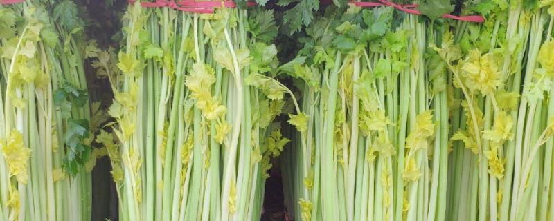 露天芹菜种植技术和种植时间，芹菜种植一般几天出苗