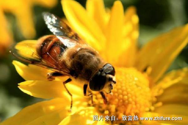 养蜂初学者该怎么做？