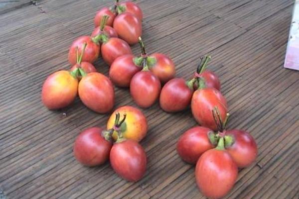 树番茄的功效与作用及禁忌
