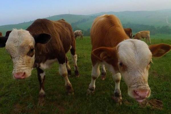 哪里出售牛犊多少钱？2500至5000元一头，品种不同价格不同