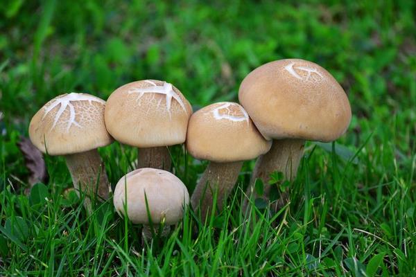 蘑菇怎么种 蘑菇种植技术