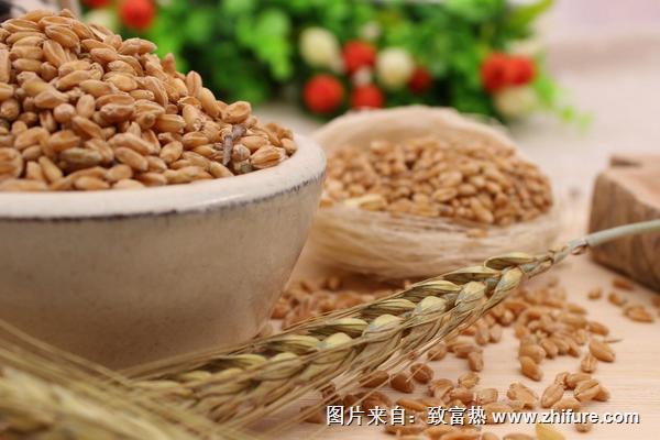 淮小麦的功效与作用及禁忌