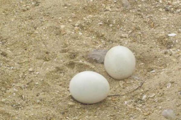 孔雀蛋怎么孵化 孔雀蛋要孵化多少天