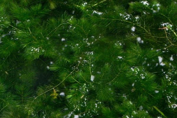 水葫芦和金鱼藻的相同点和不同点是什么 金鱼藻是什么