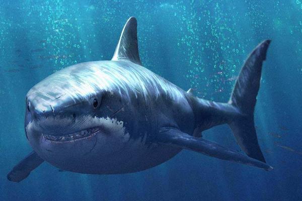 鲨鱼是不是鱼类 鲨鱼会主动攻击人类吗