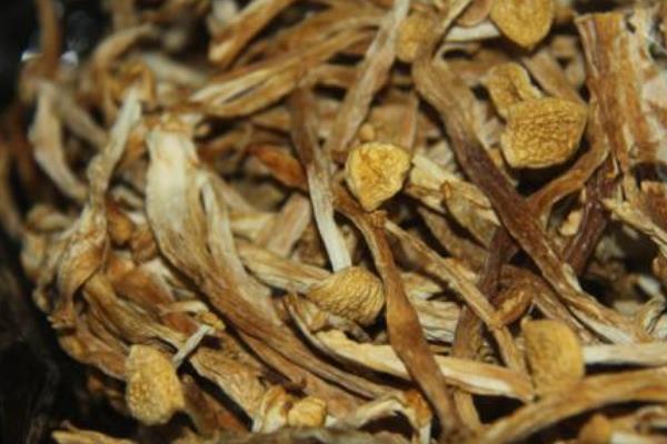 干煸茶树菇做法 茶树菇的营养价值
