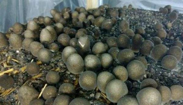 草菇怎么种 草菇种植技术