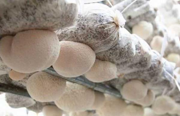 猴头菇的栽培技术 猴头菇种植时间