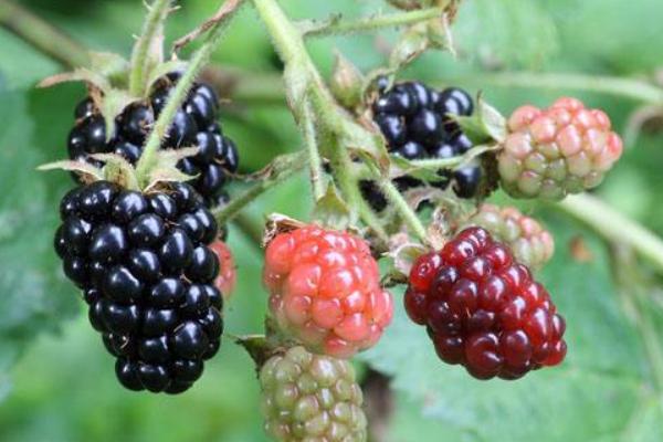 2018种黑莓赚钱吗？黑莓种植的利润与投资成本及前景预测