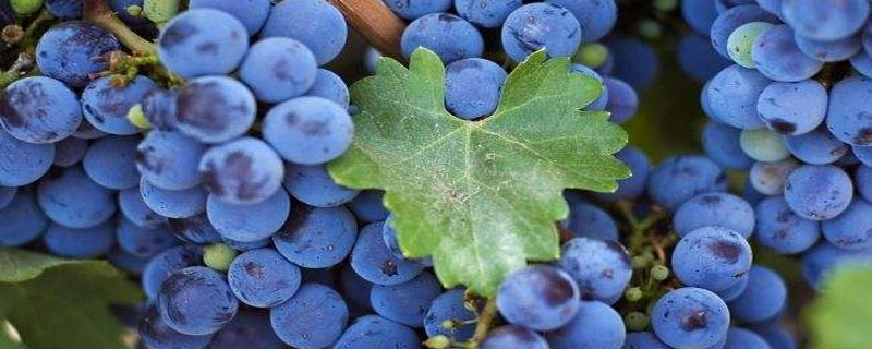 蓝莓枯叶是什么原因