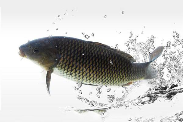 青鱼吃什么食物 青鱼一年能长多少斤 青鱼最大能长多少斤
