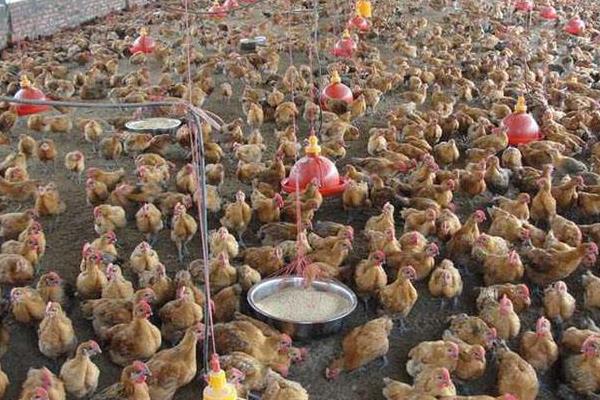 发酵床养鸡为什么大型养殖场没有用？发酵床养鸡缺点是什么？