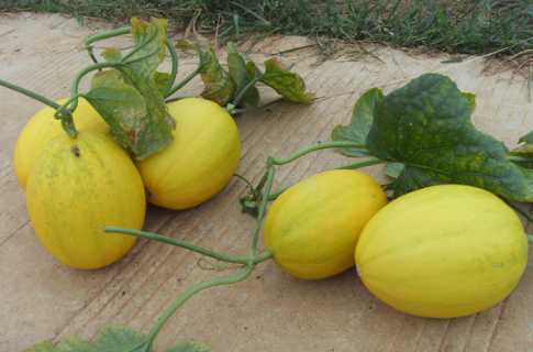 香瓜的营养价值和功效 香瓜的食用禁忌