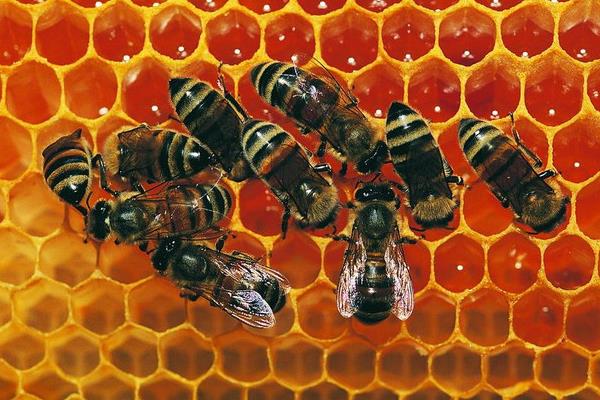 九个养蜂小技巧