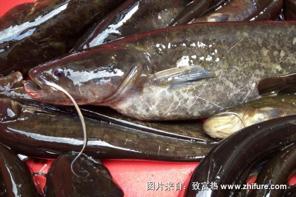 野生鲶鱼价格多少钱一斤？