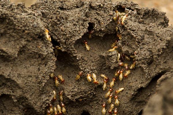 白蚂蚁怎么消灭？