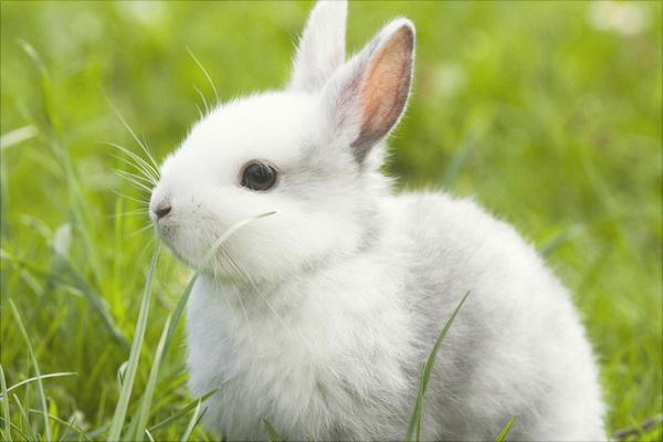 兔子的尾巴歇后语是什么？
