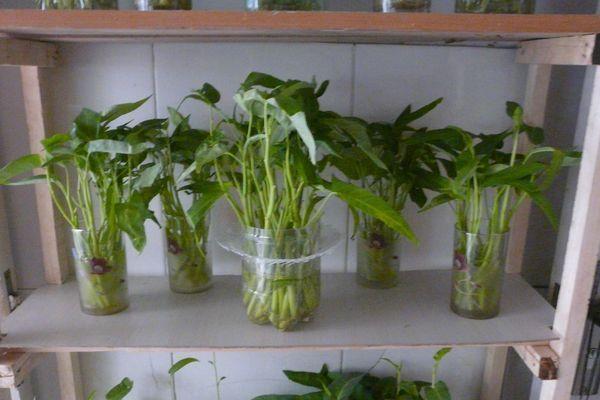 水培空心菜的种植方法，附种植时间