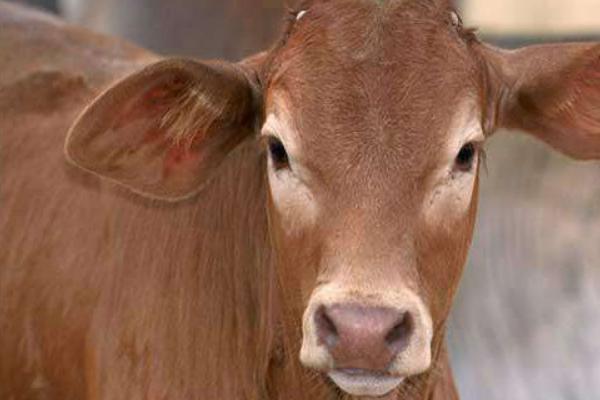 2018养肉牛赚钱吗？肉牛养殖的利润与投资成本及前景预测
