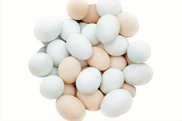 土鸡蛋和普通鸡蛋的区别是什么？