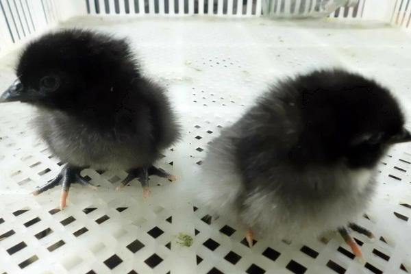 2018养绿壳蛋鸡赚钱吗？绿壳蛋鸡养殖的利润与投资成本及前景预测