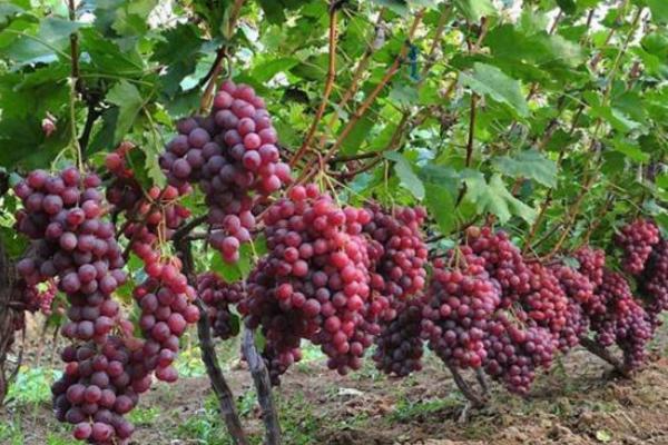 种一亩葡萄能赚多少钱？种葡萄的成本和利润