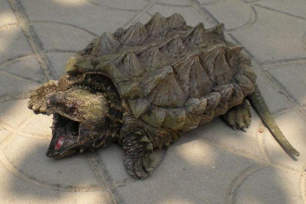 大鳄龟市场价格多少钱一只 养鳄龟有什么风水禁忌
