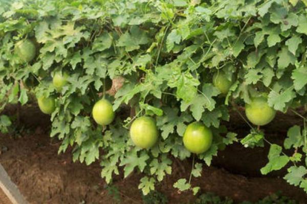瓜蒌种植技术及亩收益，附成本计算
