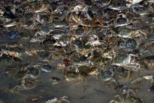2018养河蟹赚钱吗？河蟹养殖的利润与投资成本及前景预测