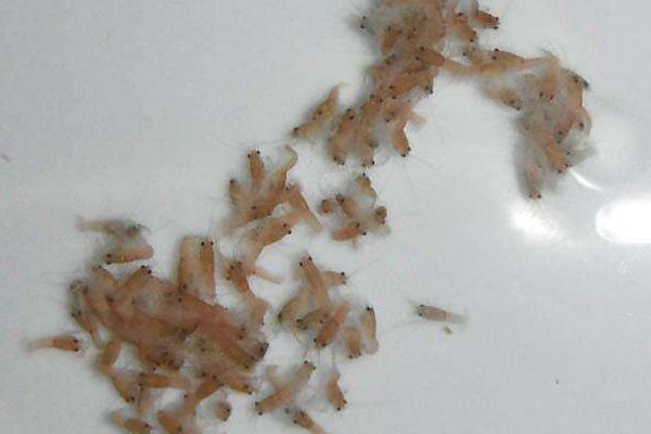 澳洲龙虾苗价格价格多少钱一斤？