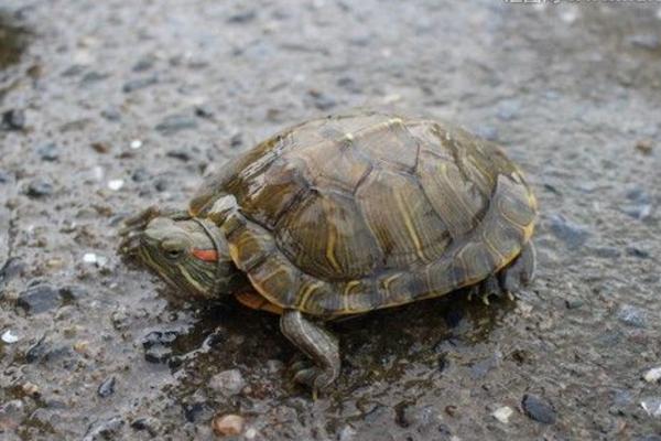 乌龟为什么老是往外爬 乌龟能在水里呆多久