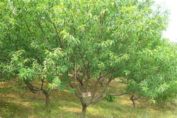 桃树流胶病的防治方法
