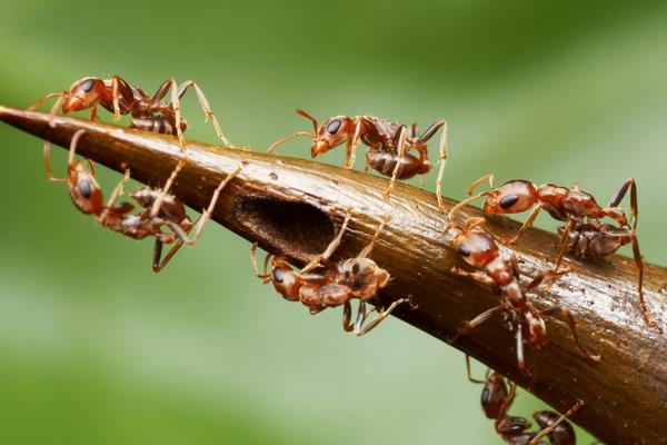 花盆里有蚂蚁怎么办？