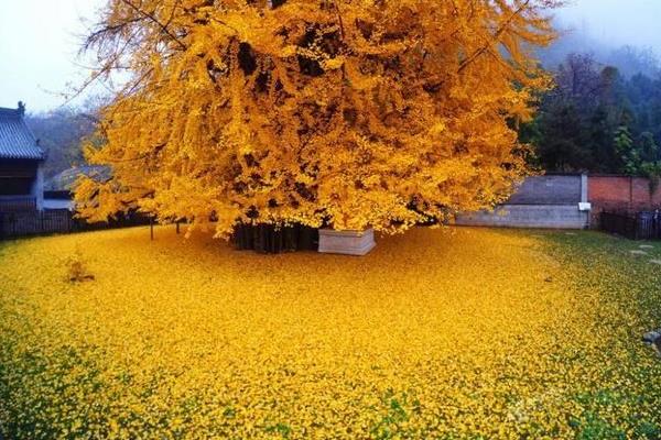 银杏树为什么又叫公孙树 世界第一银杏树图片及介绍